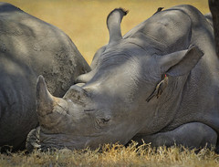 White Rhinoceros baby taking a nap next to its mother at Lake Nakuru National Park, Kenya, East Africa