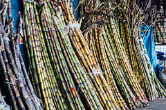 Sugarcane for Sale, Kingston Jamaica