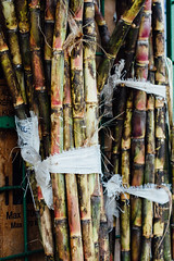 Standing Sugar Canes, Kingston Jamaica