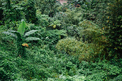 Dense Jungle, Moore Town Jamaica