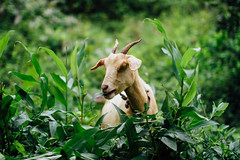 Goat Munching Greenery, Mooretown Jamaica