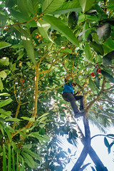 Climbing Tree for Fruit, , Noland Hill Jamaica