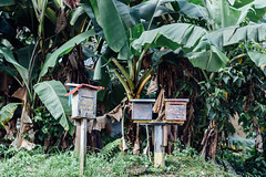 Mailboxes on Redhasser Road, Port Antonio Jamaica