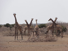 Drought related photos in Africa - Credit: Cornel Vermaak