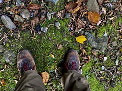 Boots, moss, yellows and browns