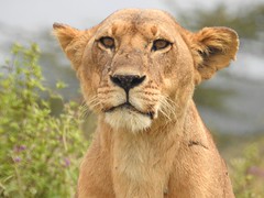9554ex lioness full face