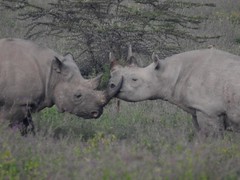 0034ex   rhino couple