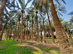 al-Rajhi palm groves, al-Bukayriyya, Qasim Region, Saudi Arabia (10)