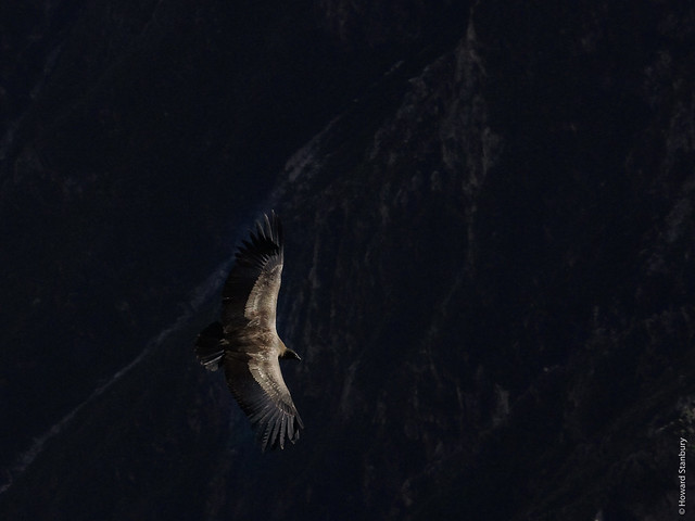 Condor in light