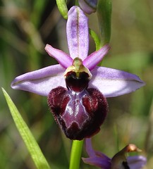 Ophrys x montisciana