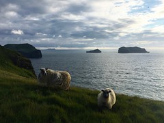 Sheep at the Edge of Heimaey