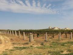 Groundwater irrigated farms in Mafraq, northern Jordan