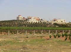 Groundwater irrigated farms in Mafraq, northern Jordan