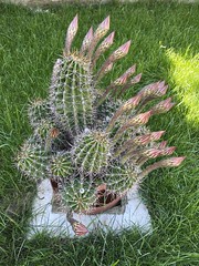 spontaneous cactus