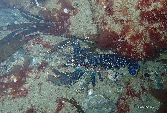 Common lobster (Homarus gammarus) at Newquay & the Gannel MCZ