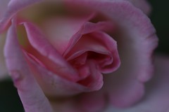 IMG_6568 Macro Rose