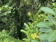 Tropical Jungle, Bocas del toro, Panama