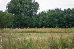 Cranes, Poleski National Park