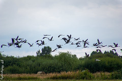 Cranes, Poleski National Park