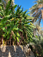 Misfat al-Abriyyin, Oman (8)