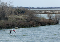 Camargue flamingo in flight