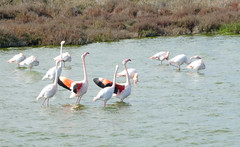 Camargue flamingos displaying