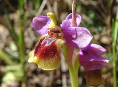 Abellera roja (Ophrys tenthredinifera)