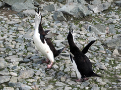 Penguins Trumpeting