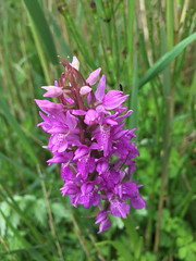 Southern Marsh Orchid Minsmere 2nd June 2018