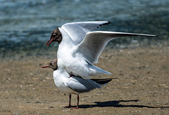 Black-headed Gulls mating Minsmere 1st June 2019