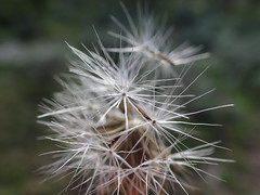 Nothocalais troximoides - sagebrush false dandelion