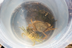 Three crab bucket