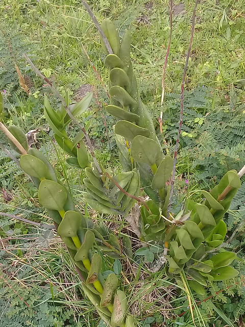 02168 Epidendrum jamiesonis, MAIWA