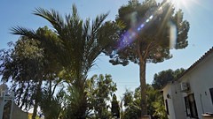 Palme, Pinie, Eukalyptus  in Spanien © by LuposFun