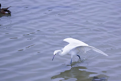 Reddish Egret White Morph 1