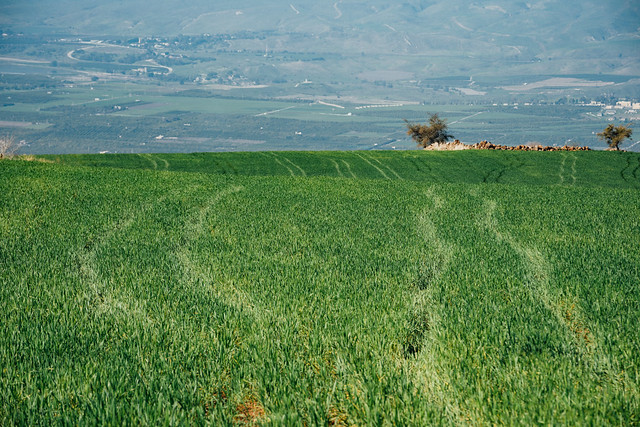 Vehicle Tracks in Tall Grass, Umm Qais Jordan