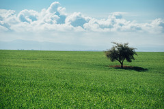 Tree Growing in Green Field, Umm Qais Jordan