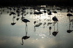 Sunset Flamingos
