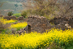 Ancient Ruins & Yellow Mustard Flowers, Ein Keshatot Israel