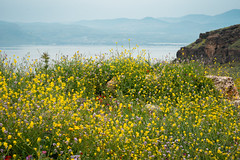 Wildflowers & Kineret, Ein Keshatot Israel