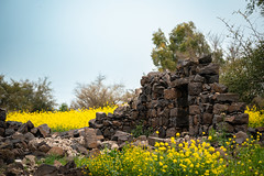 Doorway of Ancient Ruins Among Wildflowers, Ein Keshatot Israel