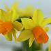 IMG_8551 Daffodil