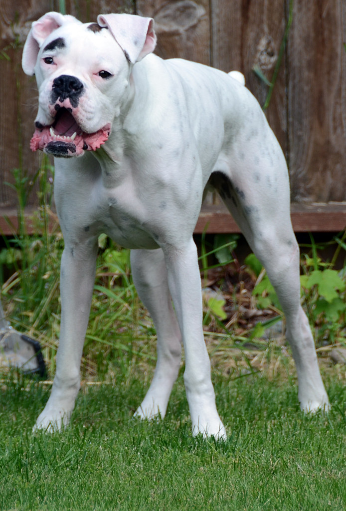 White Boxer Dog Loki Puppy | White Boxer Dog Loki Puppy | Flickr