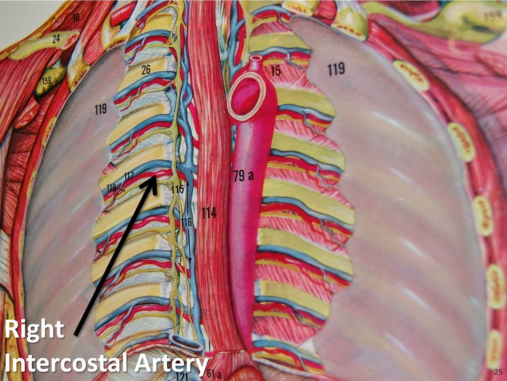 Right intercostal artery - The Anatomy of the Arteries Vis… | Flickr