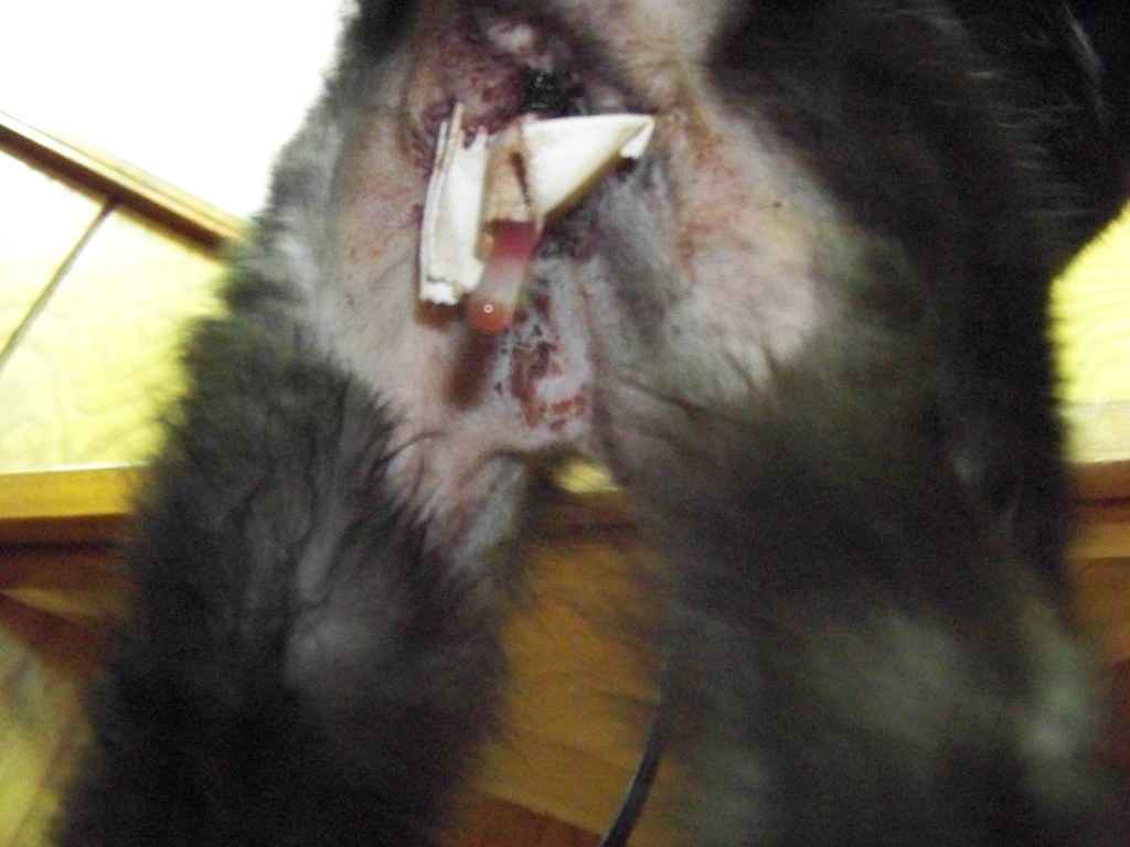 graphic collins' PU surgery my male cat kept getting kidne… Flickr