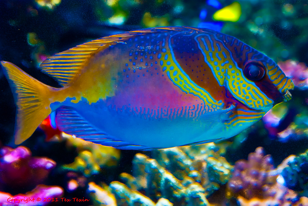 Colorful fish at Monterey Aquarium | Tex Texin | Flickr