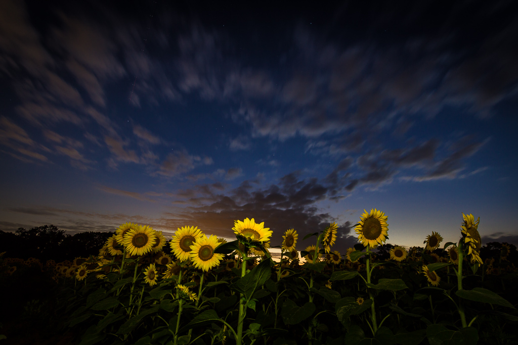 Sunflowers at Night | Mark Weaver | Flickr