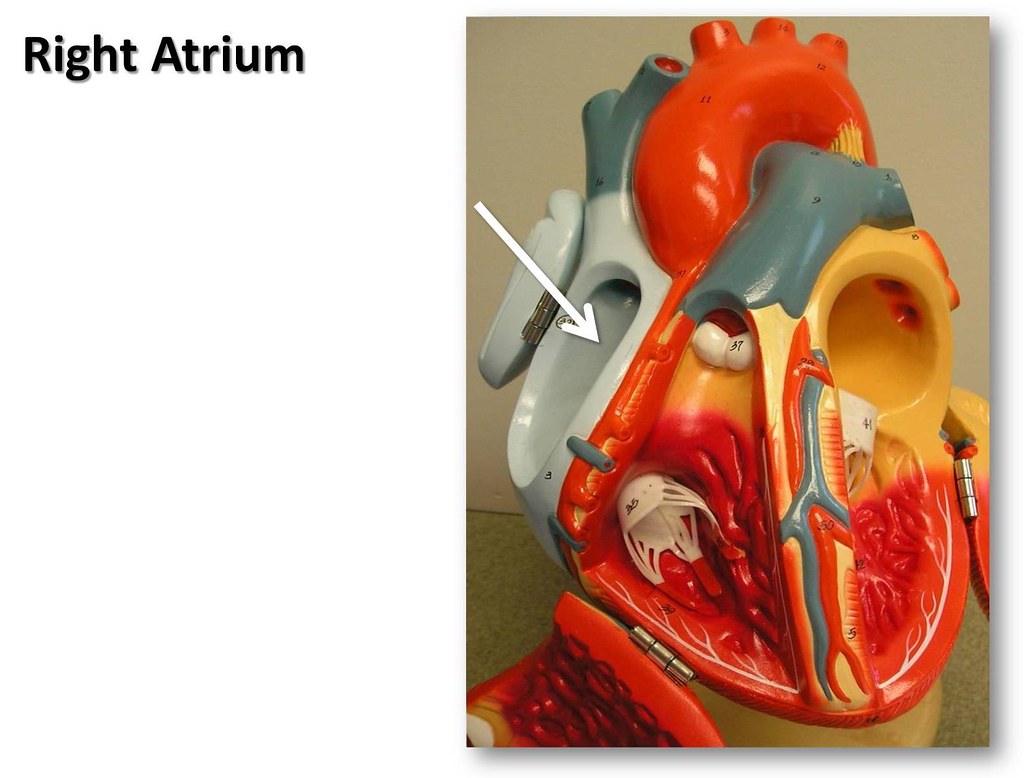 Right atrium - The Anatomy of the Heart Visual Atlas, page… | Flickr