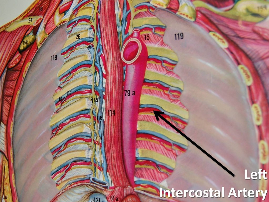 Left intercostal artery - The Anatomy of the Arteries Visu… | Flickr