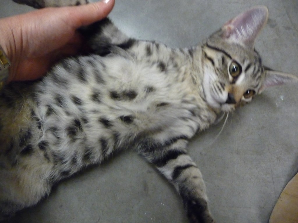 Cutest Tummy Spots! Little Nipper has the cutest markings … Flickr